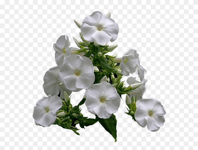 571x576 Periwinkle, Geranium, Flower, Plant HD PNG Download