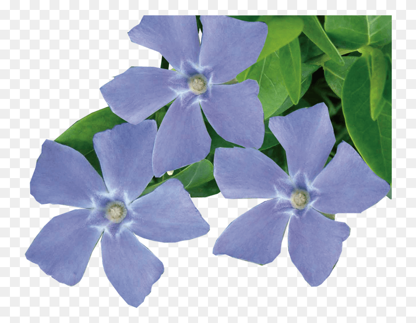 742x593 Periwinkle Flower, Plant, Blossom, Petal HD PNG Download