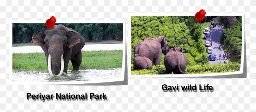 791x313 Periyar National Park And Wildlife Sanctuary Is A Protected Circuito Cartagena, Elephant, Mammal, Animal HD PNG Download