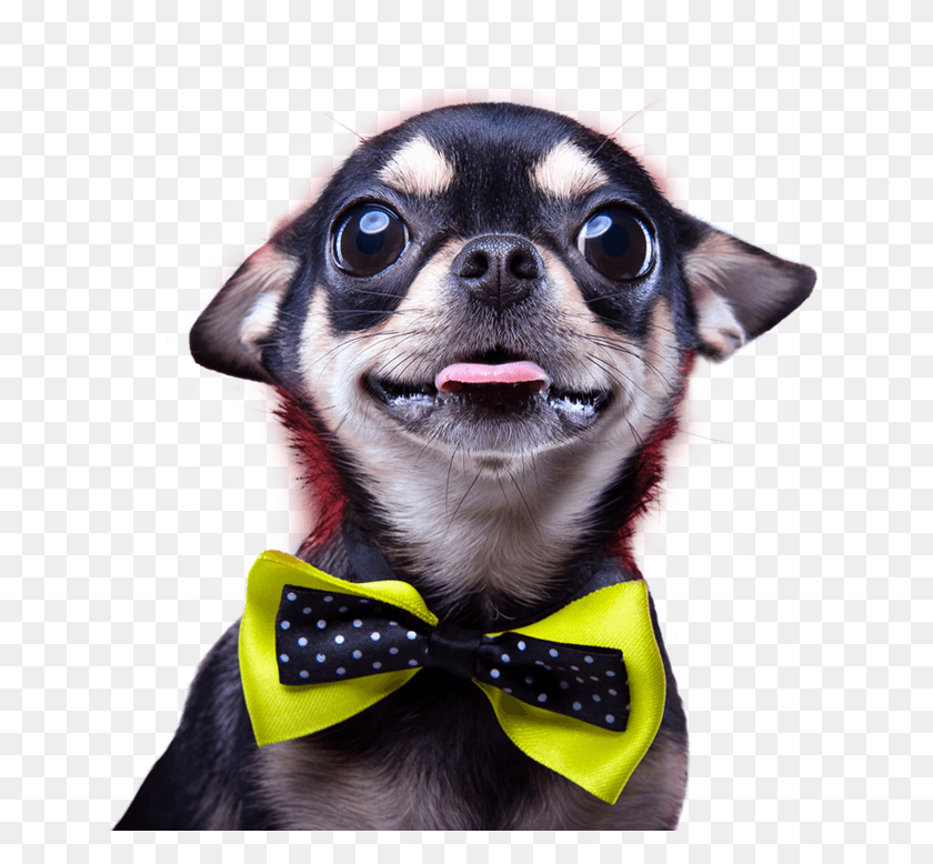 736x718 Perrito Home Chihuahua With Bow Tie, Tie, Accessories, Accessory HD PNG Download