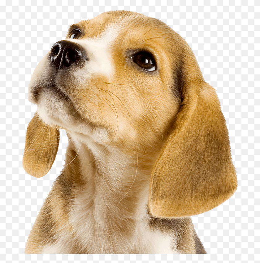 702x788 Perrito Puppies And Rainbows, Hound, Dog, Pet HD PNG Download