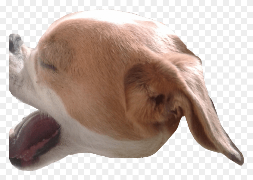 1024x704 Perro Dog Meme Mascota Beagle, Hound, Pet, Canine HD PNG Download