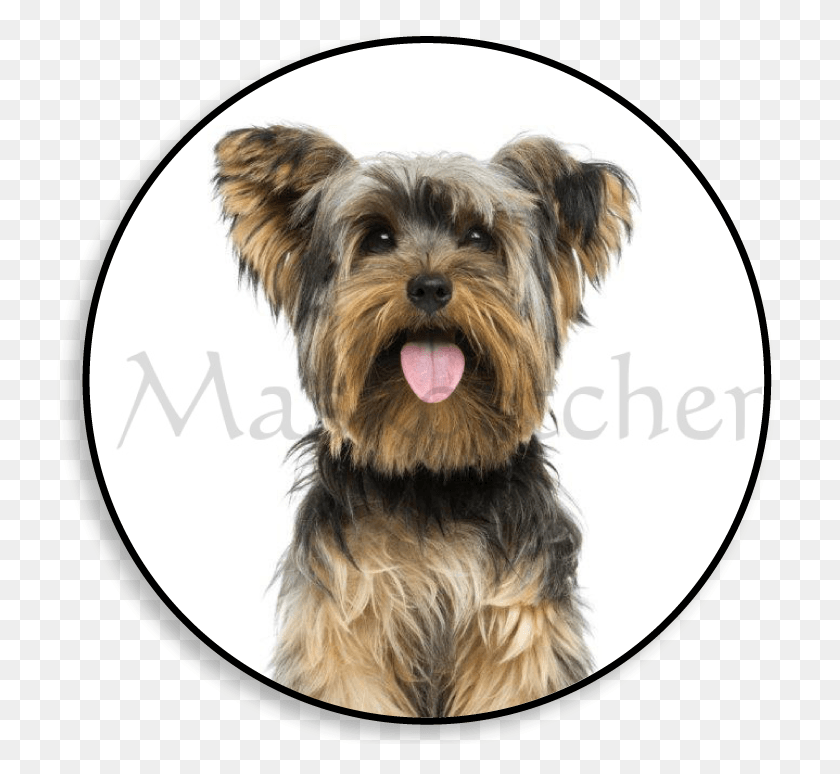 725x714 Perro Maskottchen Yorkshire Terrier Sitting, Dog, Pet, Canine HD PNG Download