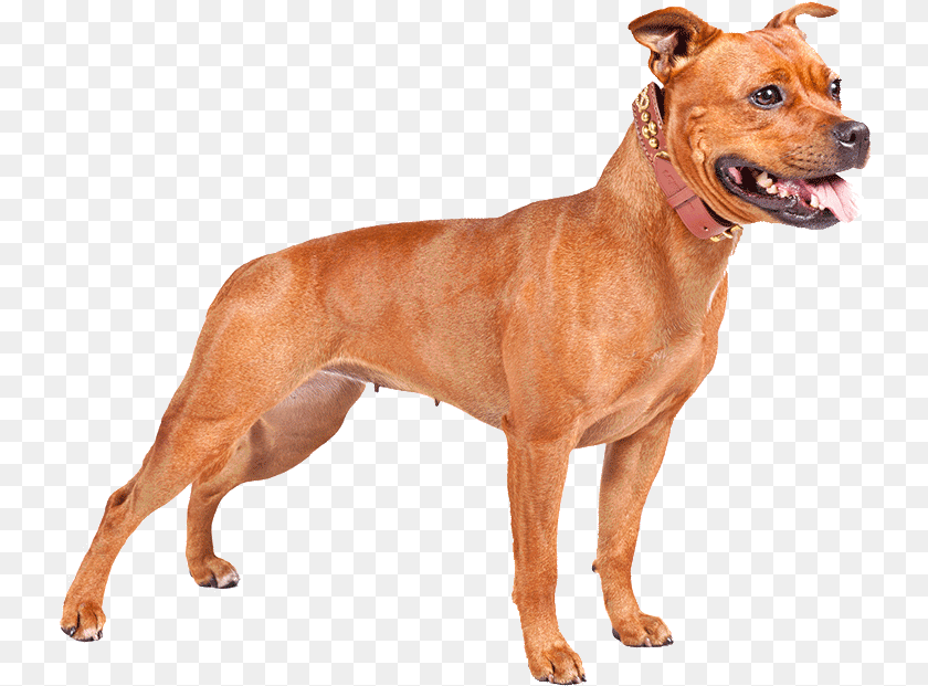 735x621 Perro Pitbull Clip Art Library Download Staffordshire Bull Terrier Orange, Animal, Canine, Dog, Mammal Sticker PNG