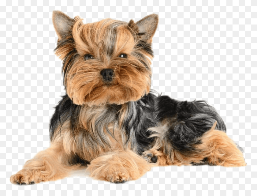 994x740 Perros Sticker Yorkshire Terrier Hypoallergenic Dog Breeds, Pet, Canine, Animal HD PNG Download