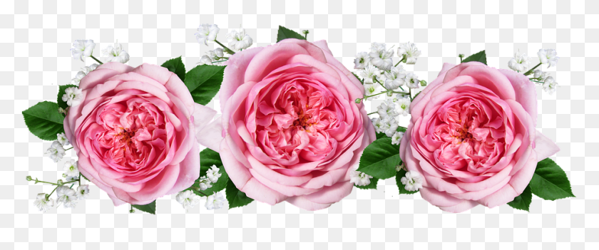 951x356 Persian Buttercup Arranjo De Flores Rosa, Plant, Flower, Blossom HD PNG Download