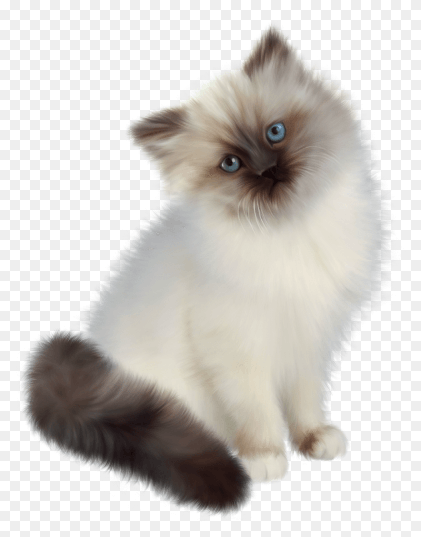 977x1268 Gato Png