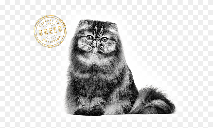 625x445 Persian Royal Canin Julekule 2017, Cat, Pet, Mammal HD PNG Download