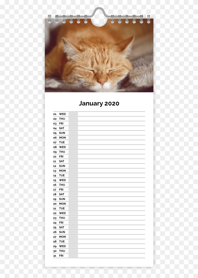 496x1118 Descargar Png Calendarios De Cocina Personalizados En Asda Photo Tabby Cat, Text, Pet Hd Png