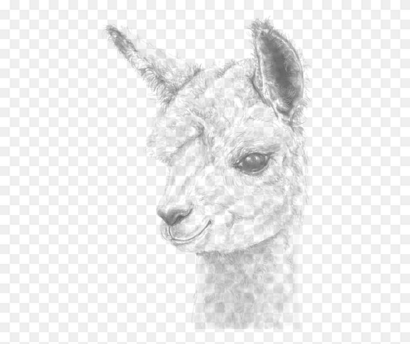435x644 Personalized Fine Art Llamas Amp Alpaca Portraits Made Llama, Map, Diagram, Plot HD PNG Download