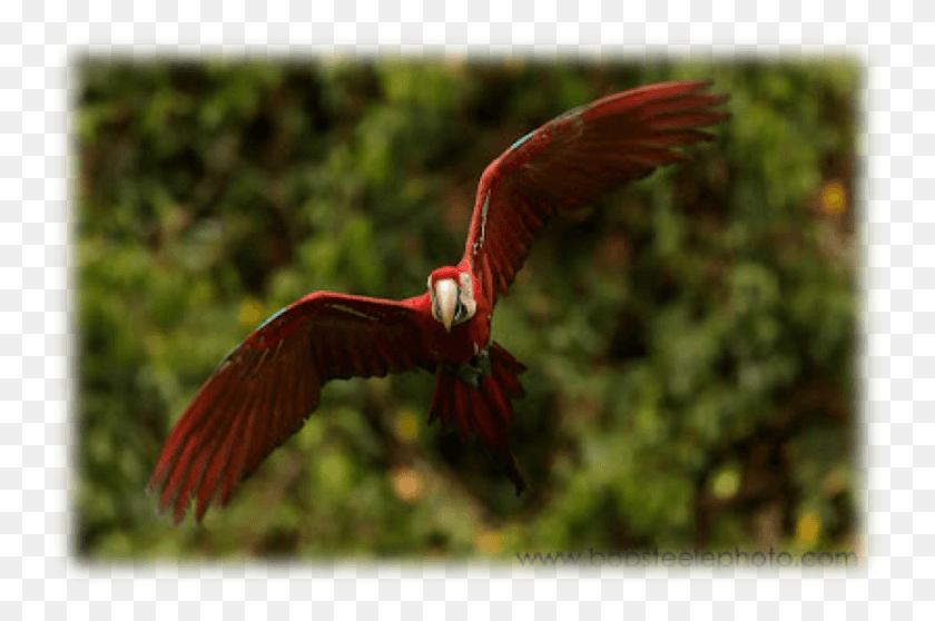 750x498 Перу Вниз По Рио-Мадре-Де-Диос Ибис, Птица, Животное, Полет Png Скачать