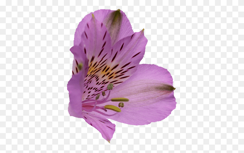 381x469 Перуанская Лилия, Растение, Герань, Цветок Hd Png Скачать