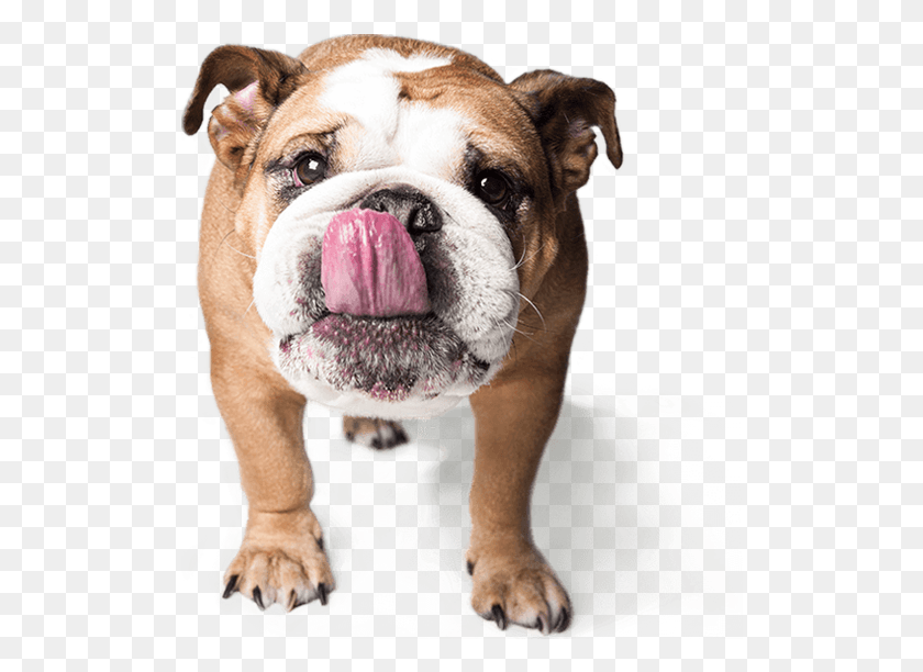 512x552 Pet, Dog, Canine, Animal HD PNG Download