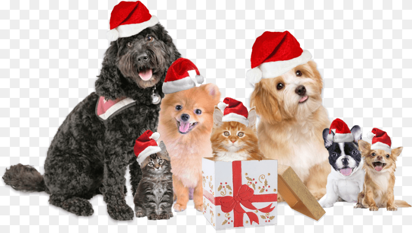 Pet Care Advice, Animal, Canine, Dog, Mammal Clipart PNG