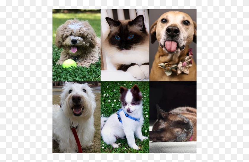 487x487 Pet Contest Photos Companion Dog, Canine, Animal, Mammal HD PNG Download