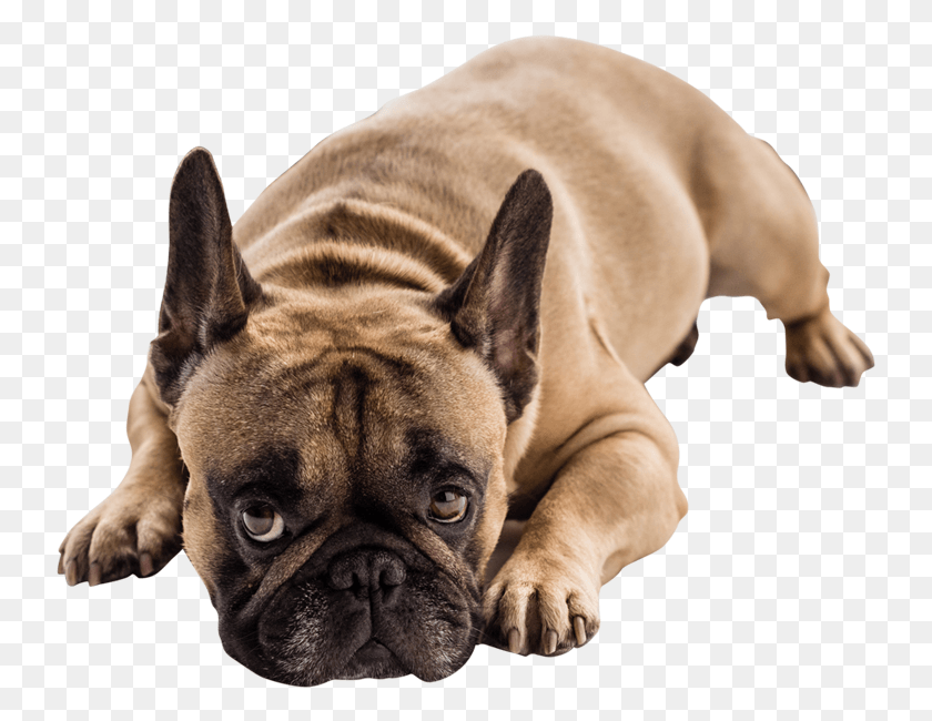 739x590 Pet Dog French Bulldog, Canine, Animal, Mammal HD PNG Download
