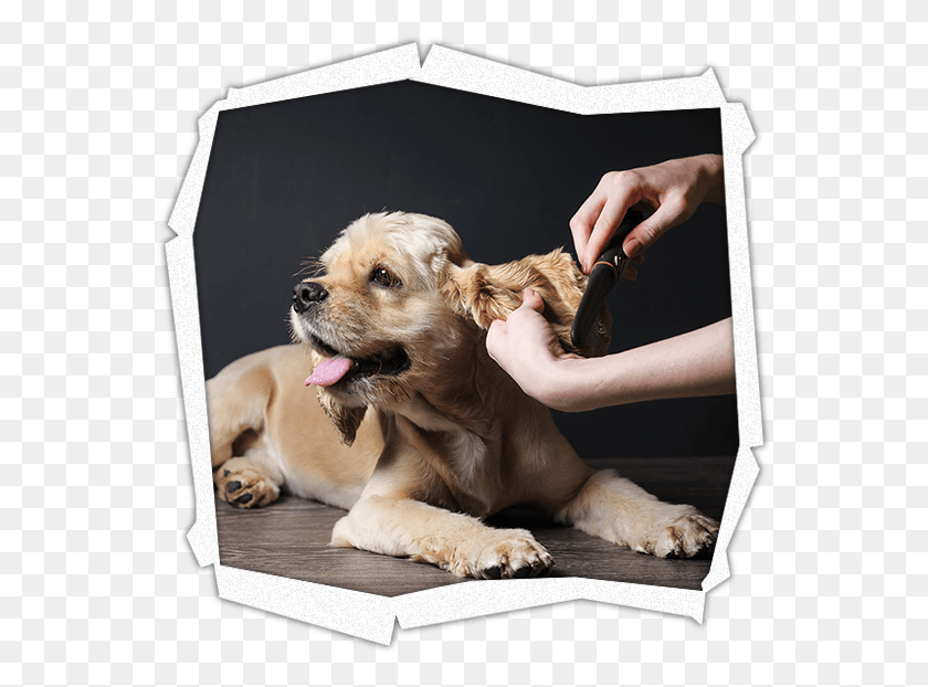 559x562 Pet Grooming Services Docg Authentic Pet Rio De Janeiro, Dog, Canine, Animal HD PNG Download