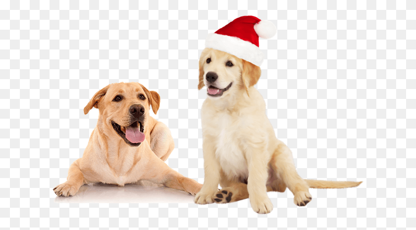 631x405 Pet Grooming Services In Delhi Dog Amp Cat Grooming Happy Dog, Labrador Retriever, Canine, Animal HD PNG Download