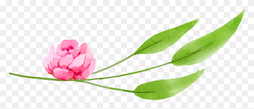 1164x452 Pet Japanese Camellia, Plant, Leaf, Flower HD PNG Download