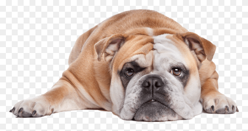 840x415 Pet Owner Dog Banner English Vs American Vs French Bulldog, Canine, Animal, Mammal HD PNG Download