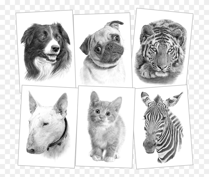 715x652 Pet Portraits Drawings Sketch, Tiger, Wildlife, Mammal HD PNG Download