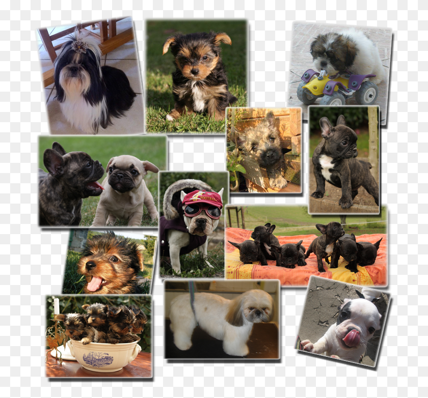 712x722 Pet Shop Chiens Companion Dog, Collage, Poster, Advertisement HD PNG Download