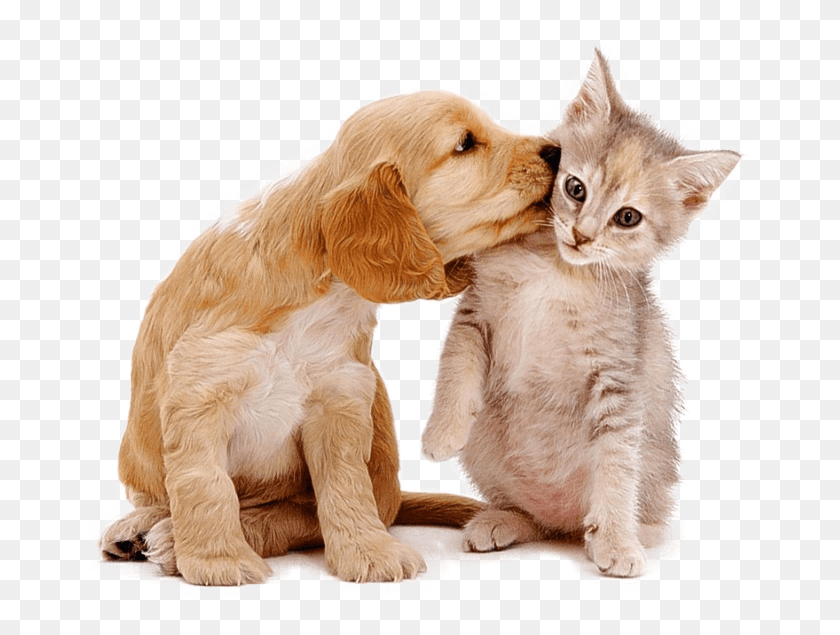 683x575 Cuidado De Mascotas Cuidado De Mascotas Precios Cleveland Oh, Perro, Canino, Animal Hd Png