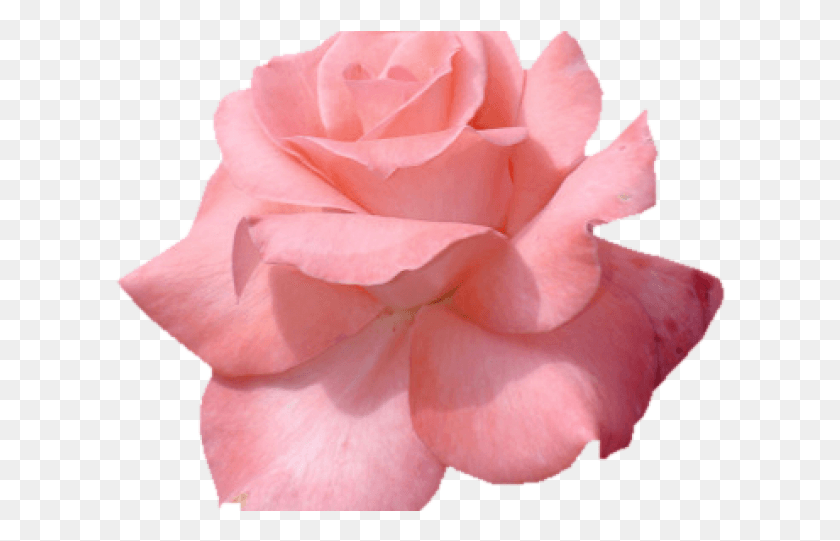 612x481 Pétalo Clipart Transparente Tumblr Flor Rosa Transparente, Rose, Flor, Planta Hd Png