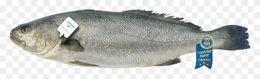 1301x328 Petalas Island Meagre Info Sheet Striper Bass, Fish, Animal, Herring Descargar Hd Png