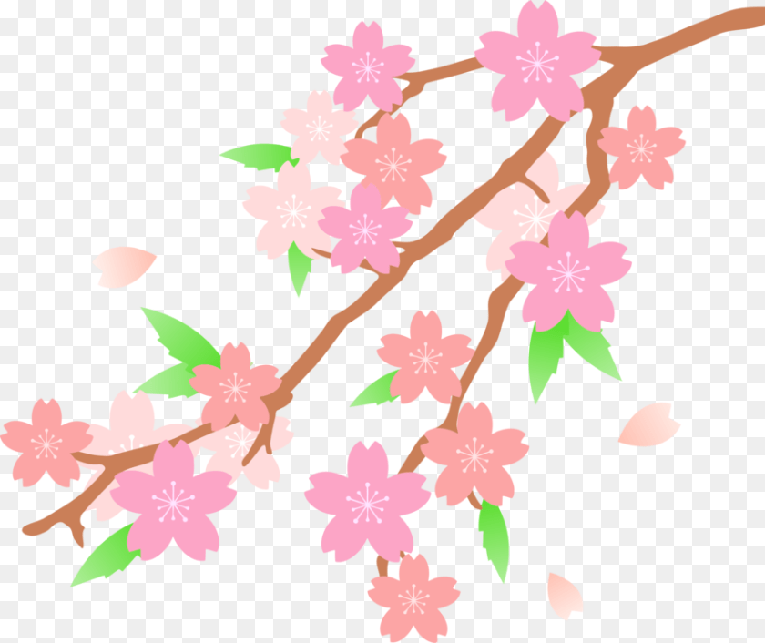 892x750 Petalcut Flowerstwig Transparent Cherry Blossom Drawn, Flower, Plant, Cherry Blossom Clipart PNG