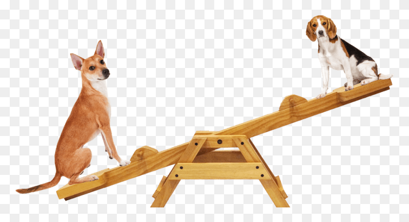 930x474 Petcyclopedia Beta, Toy, Seesaw, Kangaroo HD PNG Download