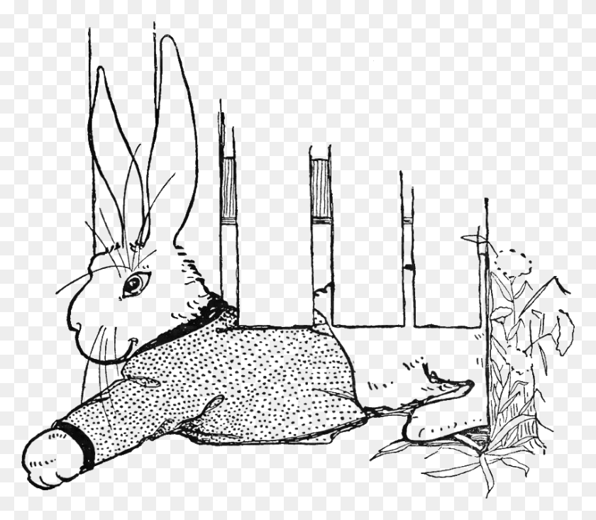 846x731 Peter Rabbit Albert 19 Domestic Rabbit, Arrow, Symbol, Bird HD PNG Download