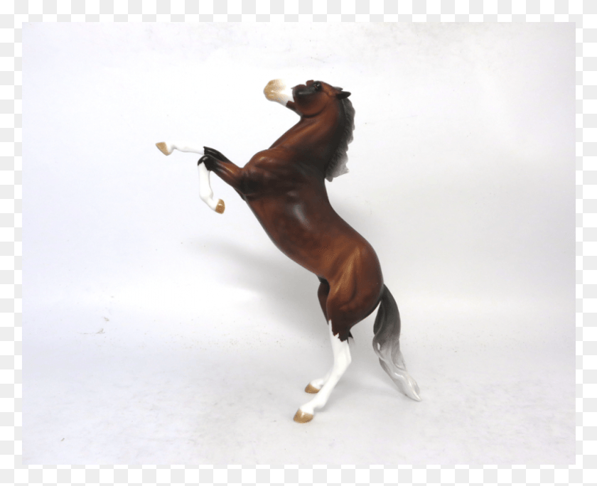 801x641 Питер Стоун Разводит Галечный Щавель, Лошадь, Млекопитающее, Животное Hd Png Скачать
