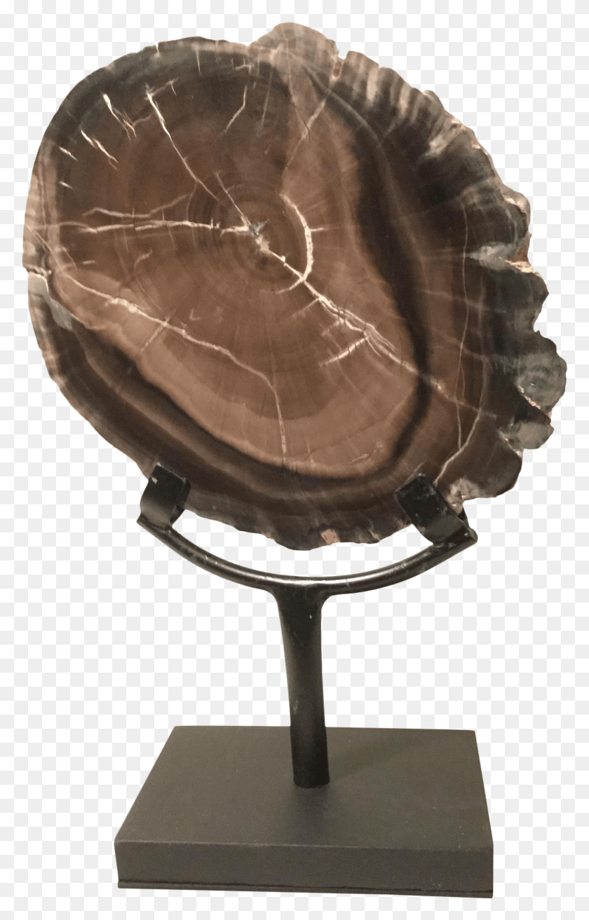1755x2821 Petrified Wood Slice On Stand On Chairish Trophy, Helmet, Clothing, Apparel HD PNG Download