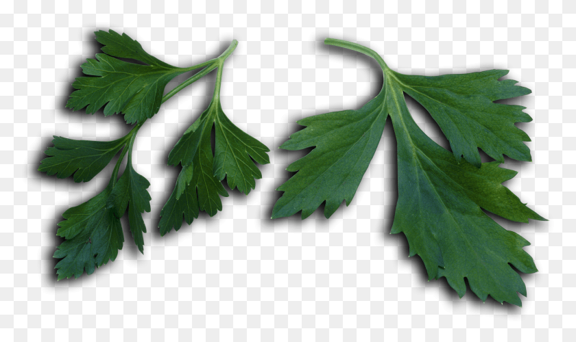 2369x1337 Petroselinum Crispum Leaves Кленовый Лист, Ваза, Банка, Керамика Hd Png Скачать
