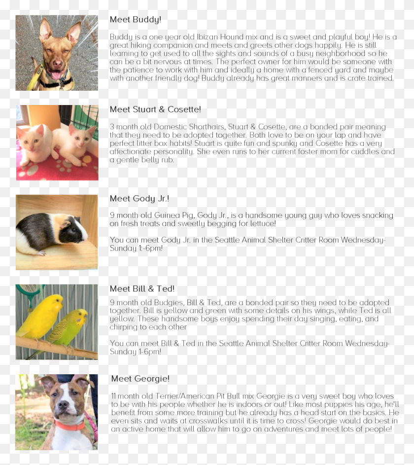 1073x1216 Pets Dog Licks, Pet, Canine, Animal HD PNG Download