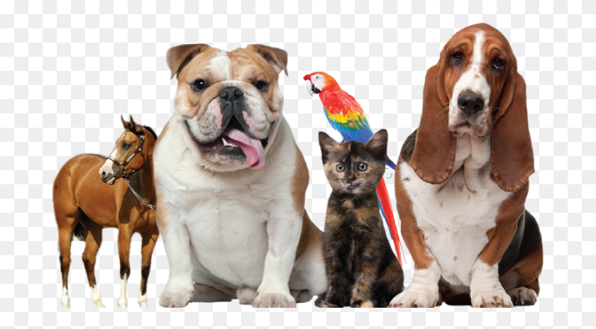 699x404 Pets Elephant Dog And Cat, Horse, Mammal, Animal HD PNG Download
