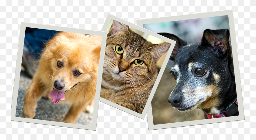 768x400 Pets Who Need A Home, Dog, Pet, Canine HD PNG Download