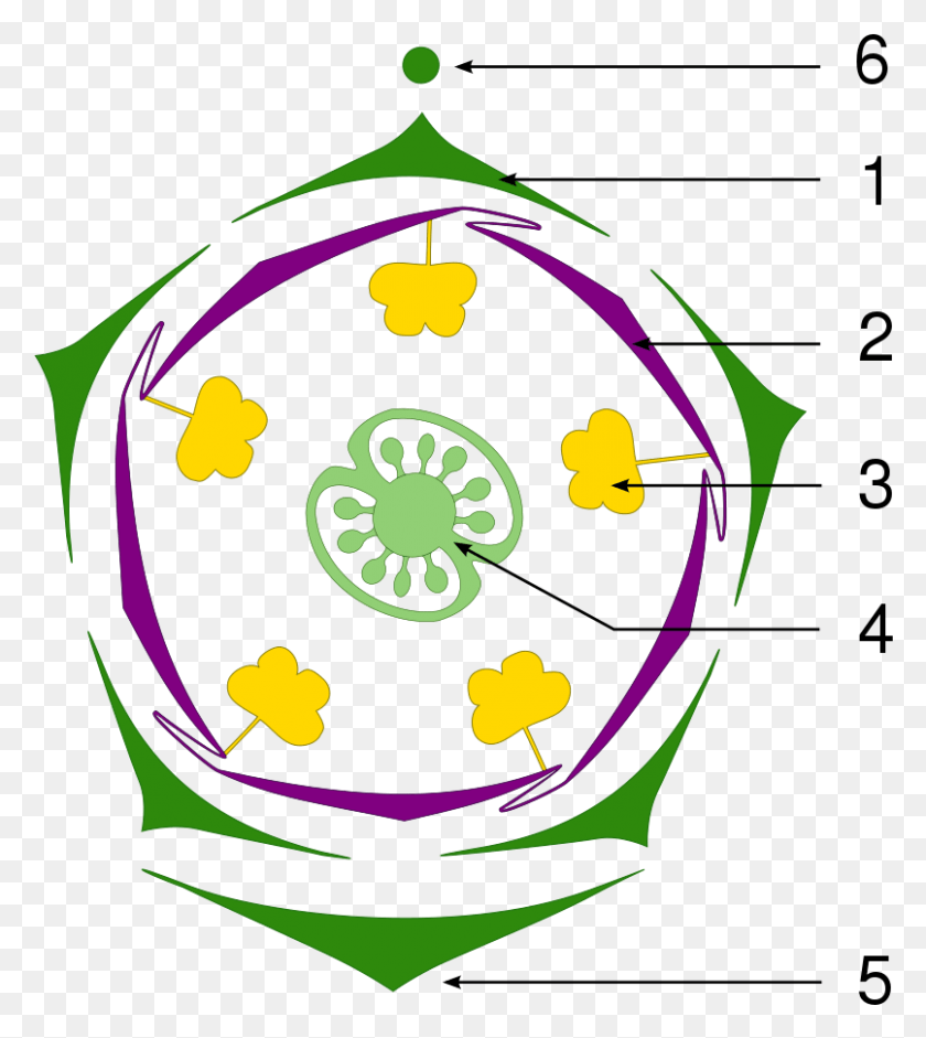 806x911 Descargar Pngdiagrama Floral De Petunia Etiqueta Solanum Macranthum Diagrama Floral, Gráficos, Diseño Floral Hd Png