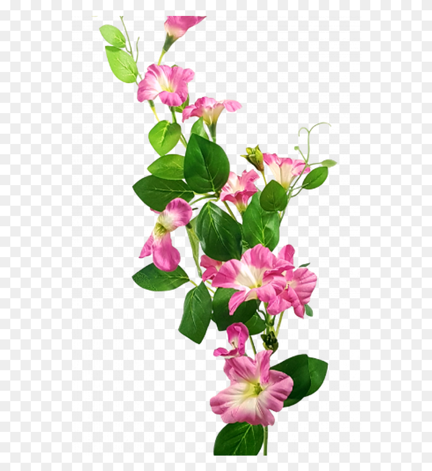 568x856 Descargar Png Petunia Tallo Lisianthus Amp Morning Glory Amp Petunias Bígaro, Planta, Flor, Flor Hd Png
