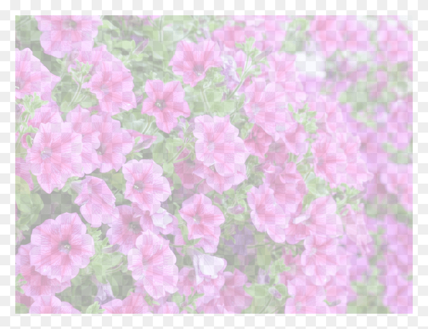 1280x960 Petunias Wallpapers For Android For Flowers, Geranium, Flower, Plant HD PNG Download