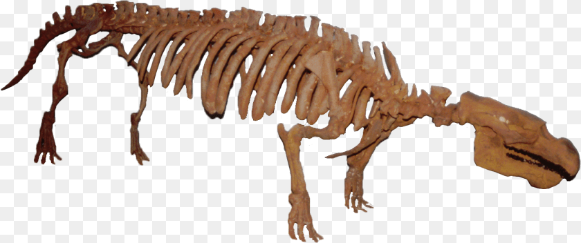 1455x609 Pezosiren Clean Sea Cow Fossil, Animal, Dinosaur, Reptile Clipart PNG