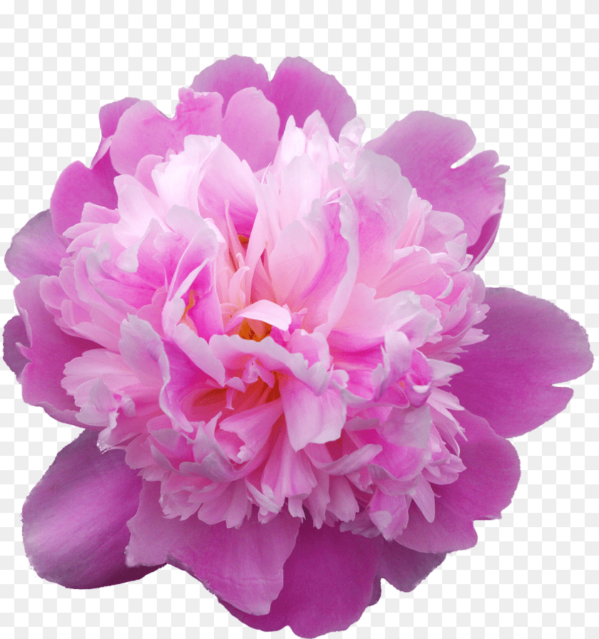 1199x1280 Pfingstrosen, Dahlia, Flower, Plant, Rose Clipart PNG
