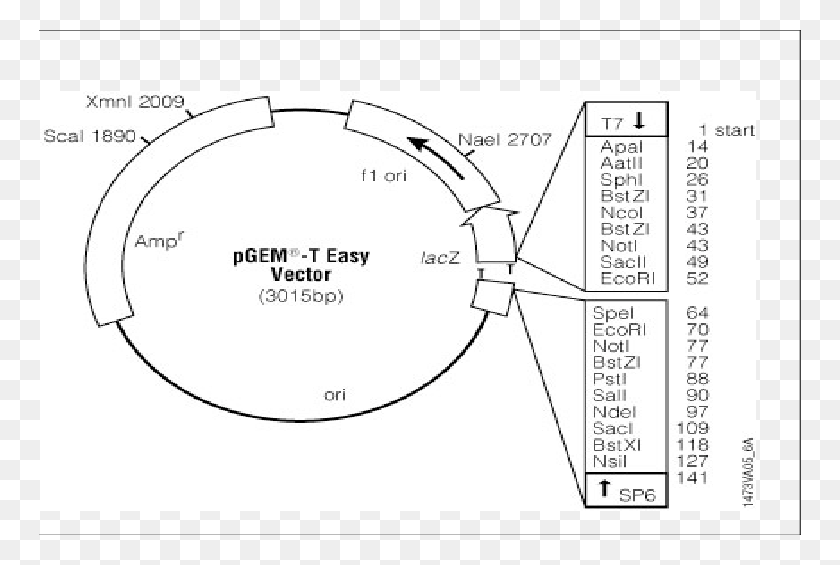 762x505 Pgem T Easy Vector Circle Map Pgem Vector Map, Spoke, Machine, Plan HD PNG Download