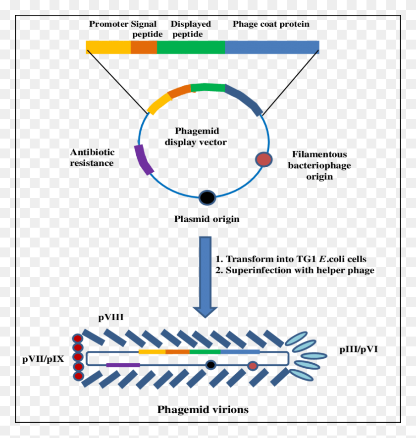 850x900 Phage Display With Phagemid Vectors Phasmid Vector, Text, Plot, Plan Descargar Hd Png