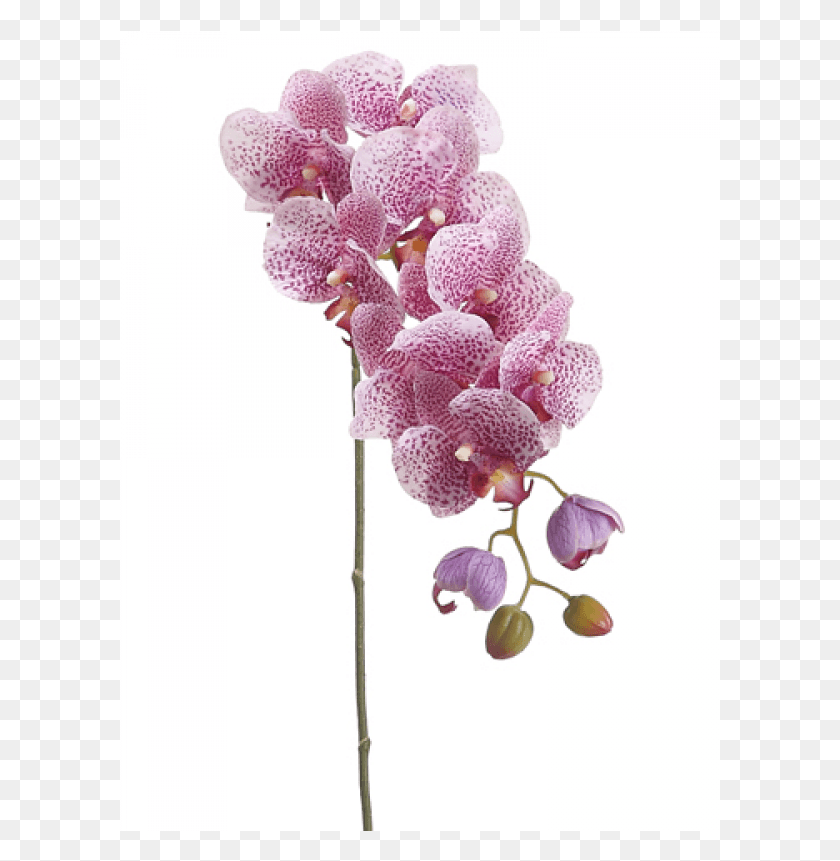 601x801 Phalaenopsis Orchid Spray With 8 Flowers And 4 Buds Moth Orchid, Plant, Flower, Blossom HD PNG Download