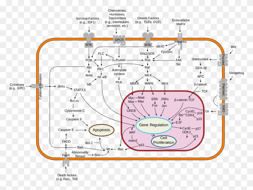 800x587 Pharmacological Properties Of Ginkgo Extract C Myc Signaling Pathway, Plot, Diagram, Text HD PNG Download