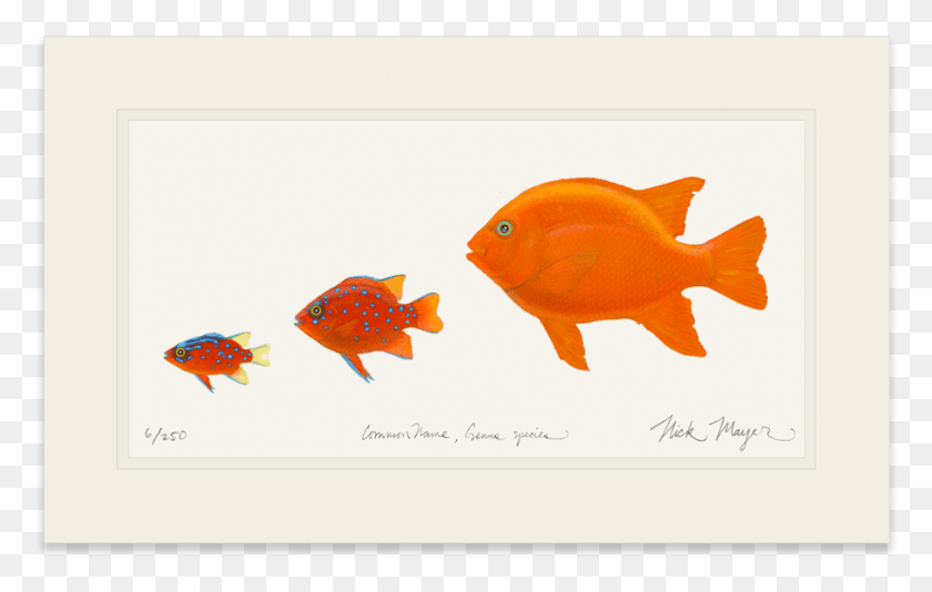 919x559 Phases Nick Mayer Art Garibaldi Fish, Animal, Goldfish HD PNG Download