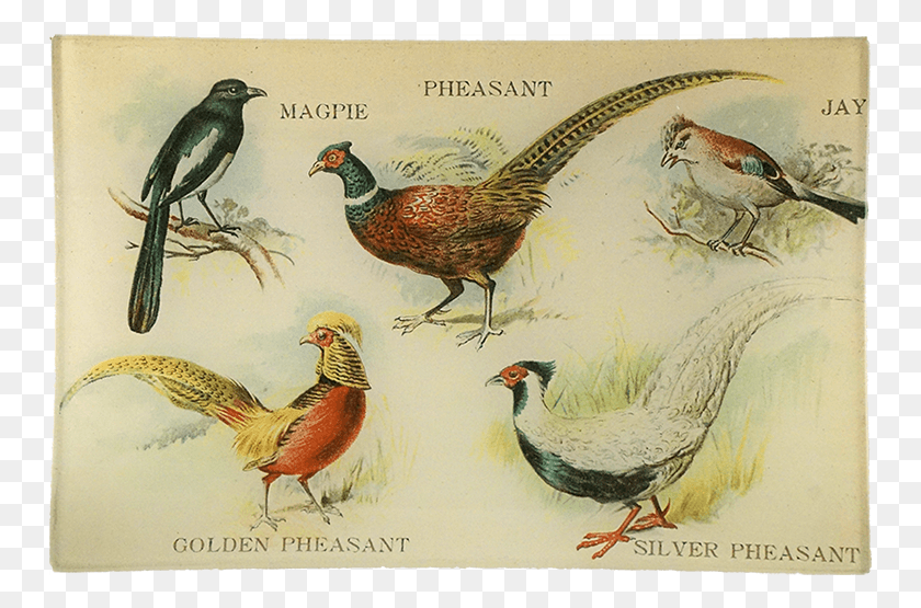 751x495 Pheasant, Bird, Animal, Beak HD PNG Download