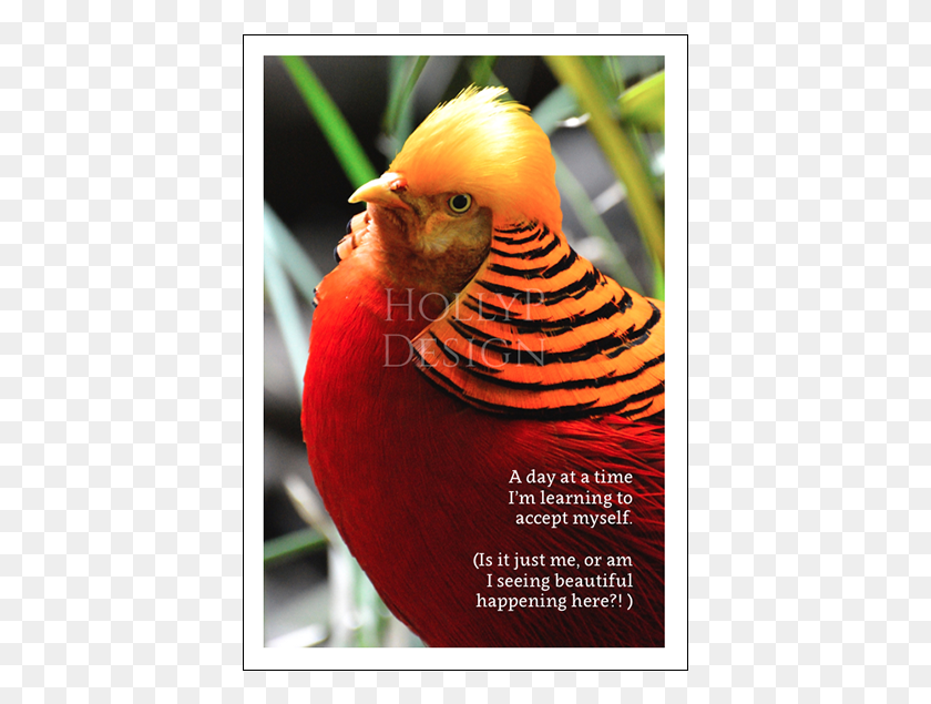 403x575 Pheasant A Day At A Time I39m Learning To Accept Myself Rd Og Gul Fugl, Beak, Bird, Animal HD PNG Download
